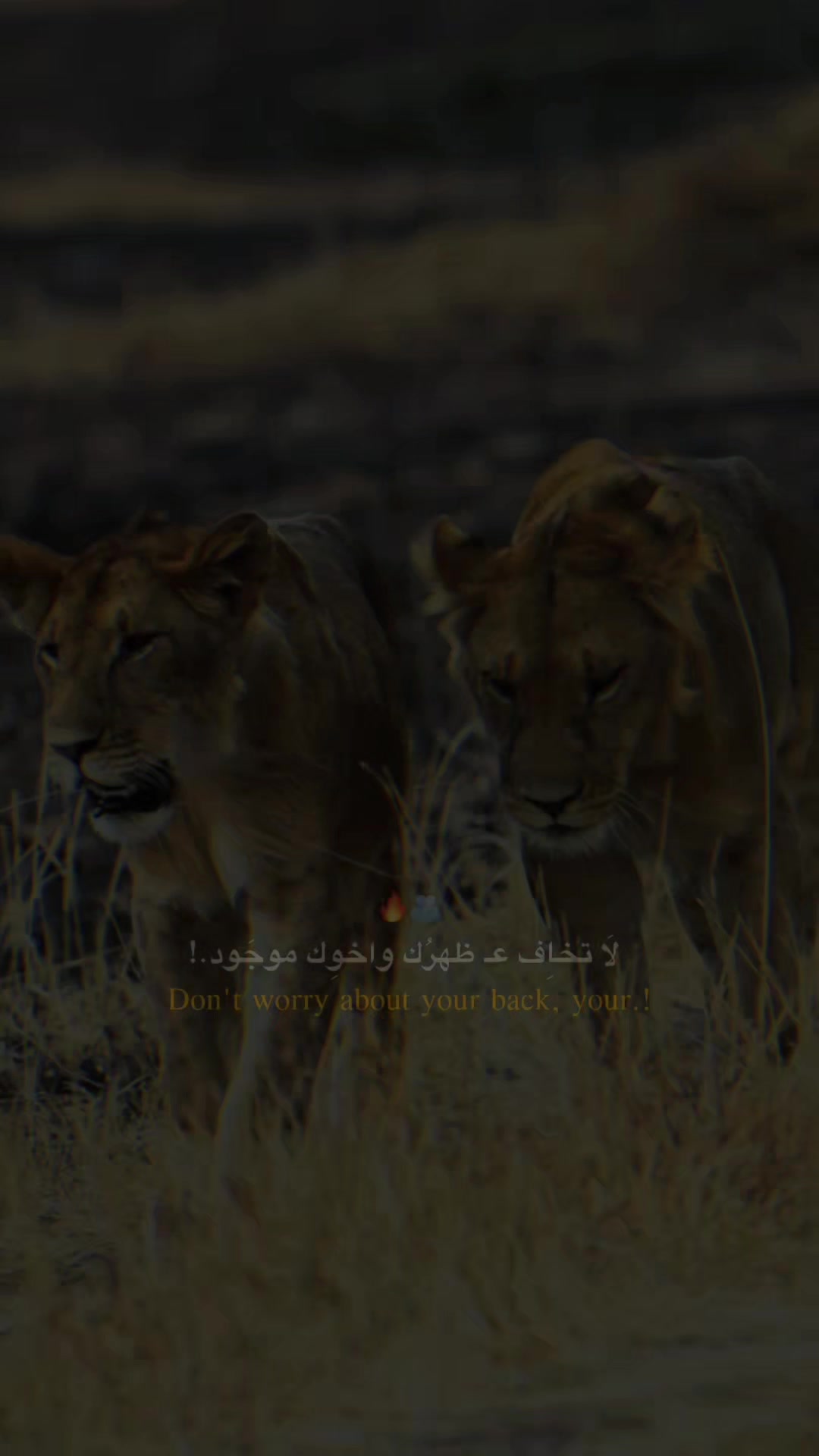 @⚜️👑الكاسح السوري👑⚜️