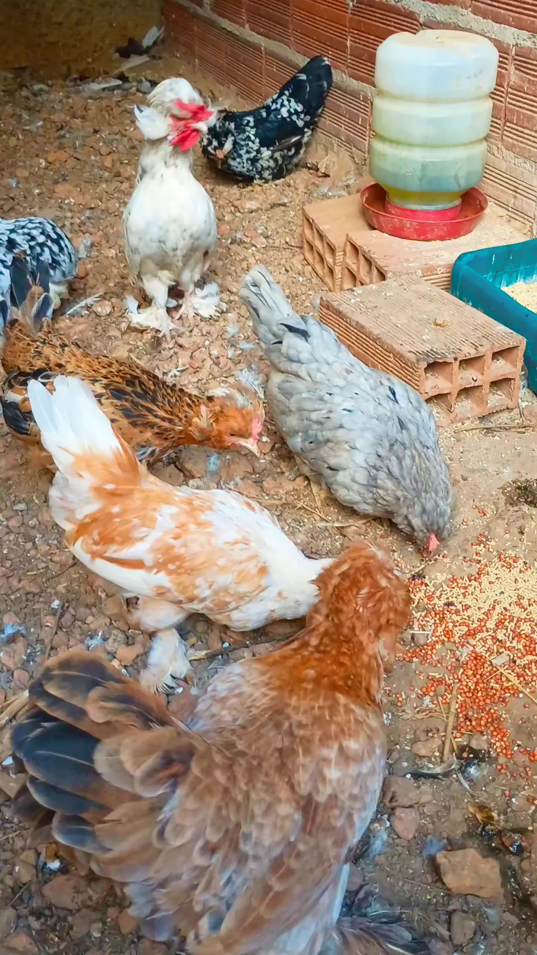 @🐔CRIAT&Oacute;RIO MZ🐓