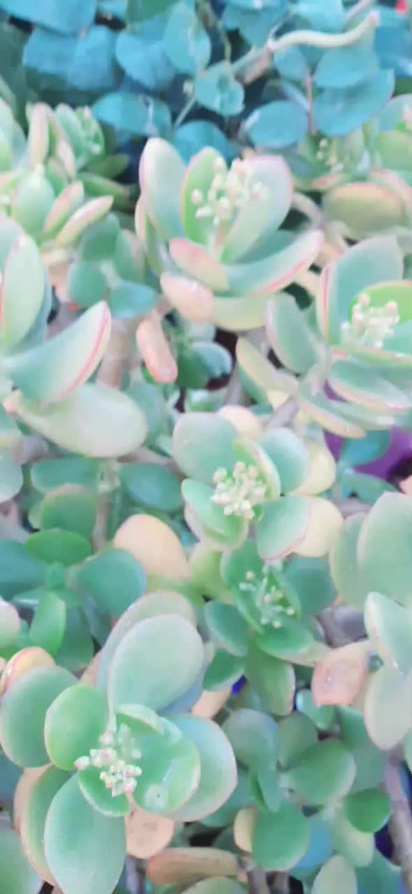 @Uthinkithot_Capcut organic