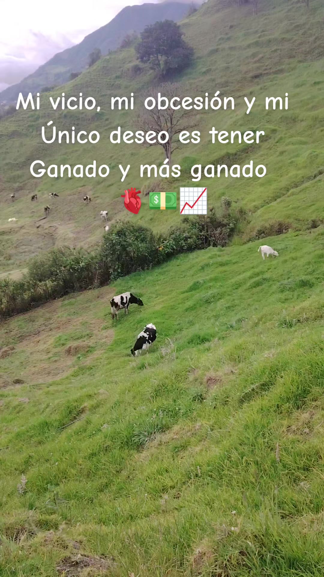 @albarito