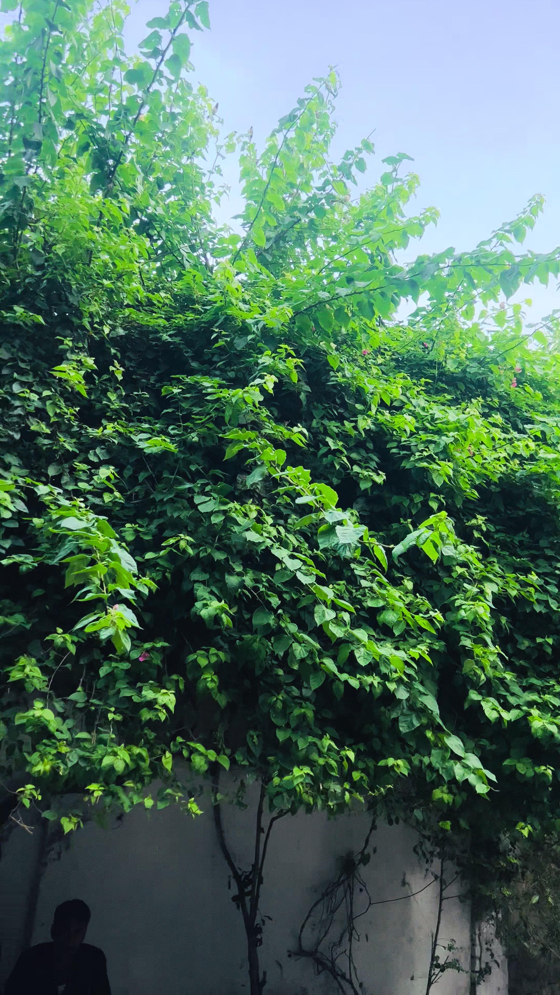 @محمد بھائی راولپنڈی