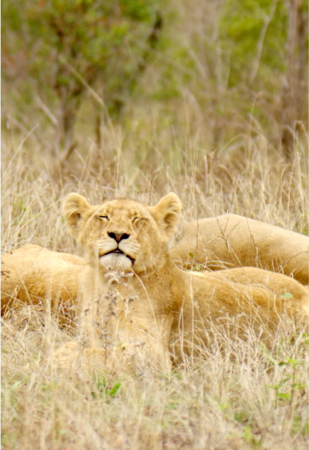 @Kai Meyer | Wildlife Filmmaker