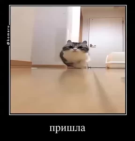 @KomaruSalt_AB