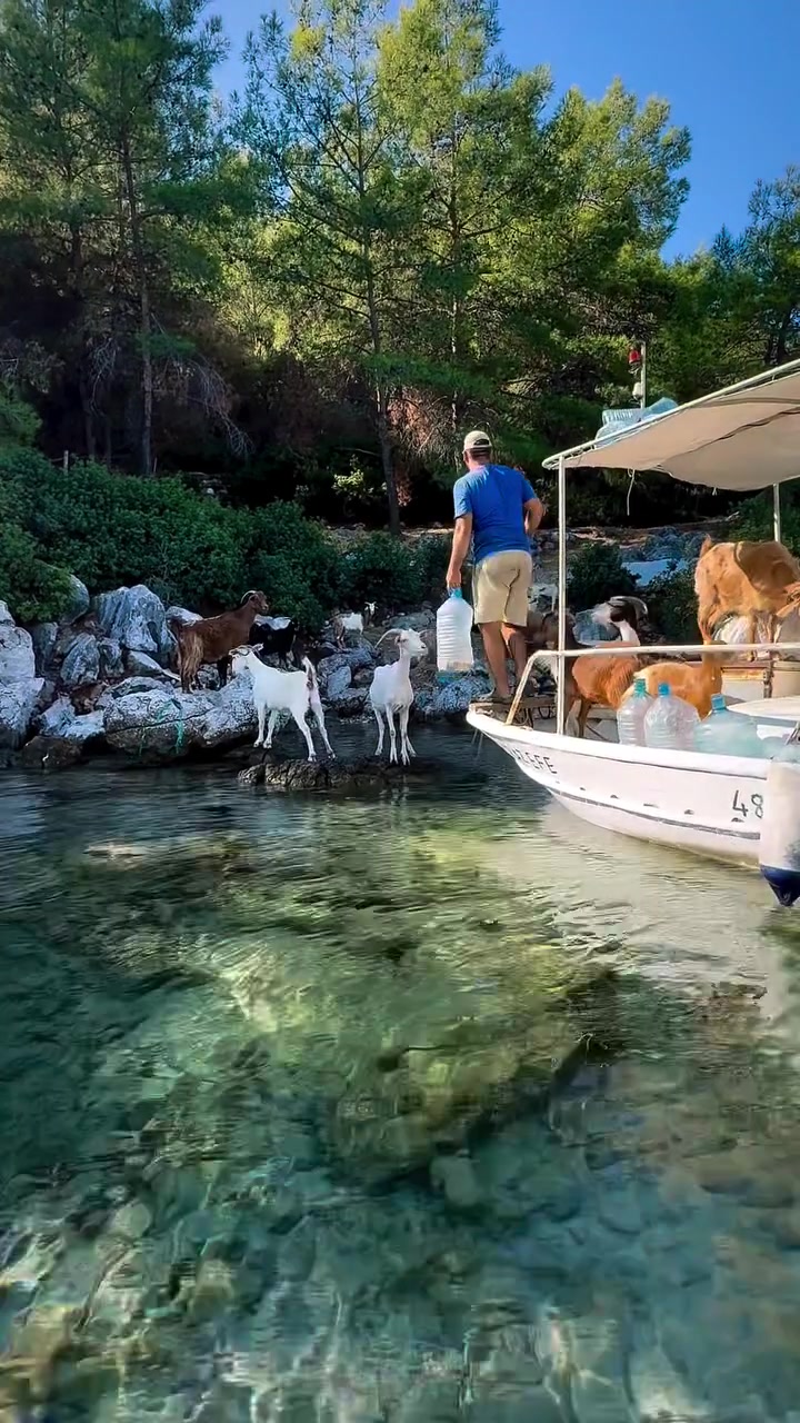 @Muğla Geyik