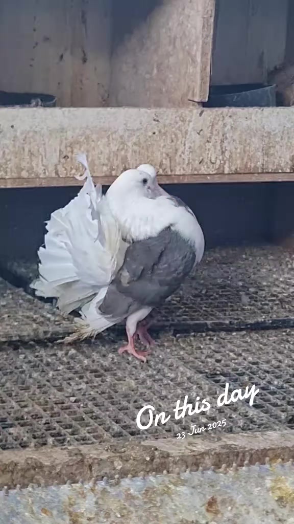 @Pigeons Tv