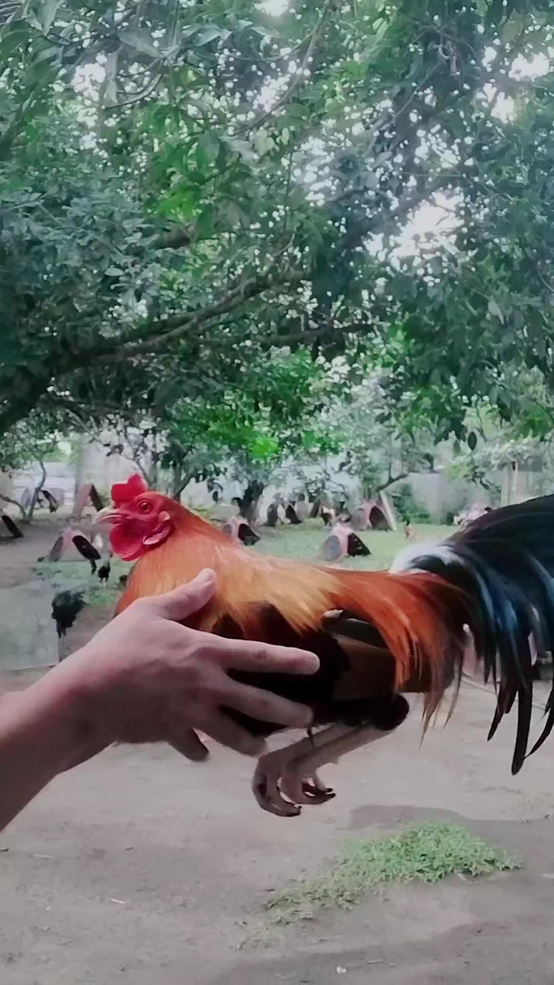 @King Atoy Gamefowl