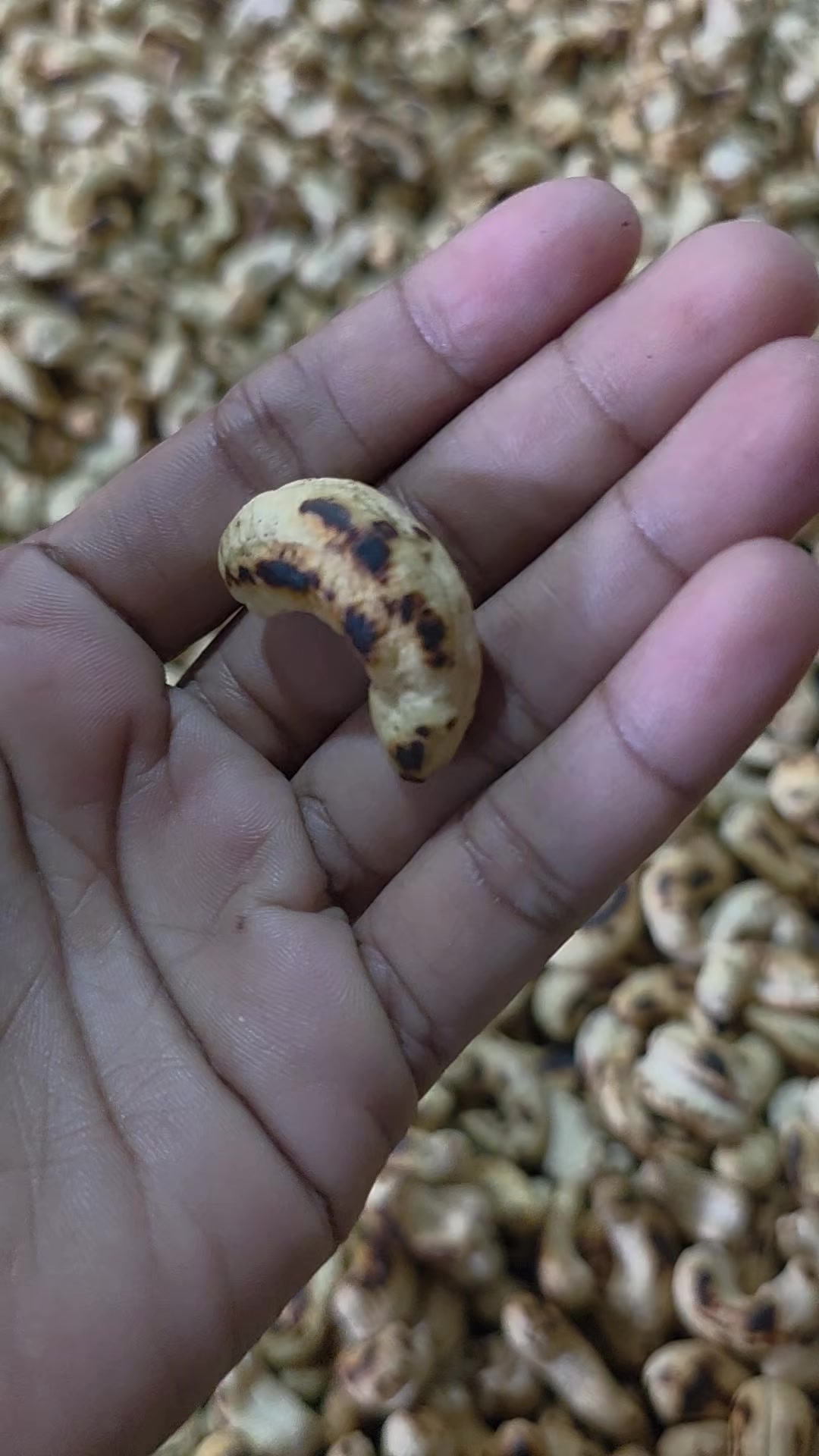 @Sri Lankan Cashew