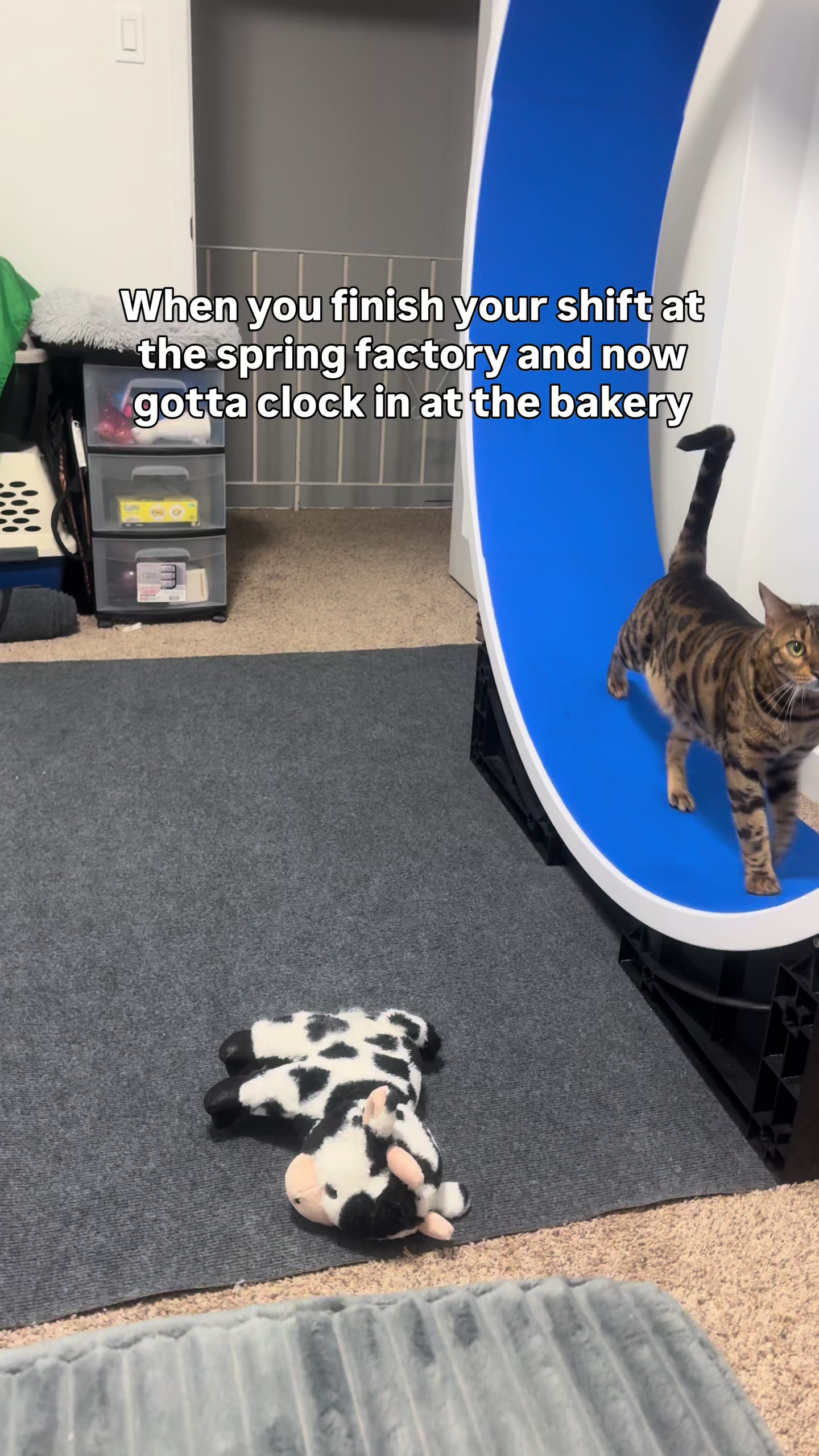 @Three Nawty Cats