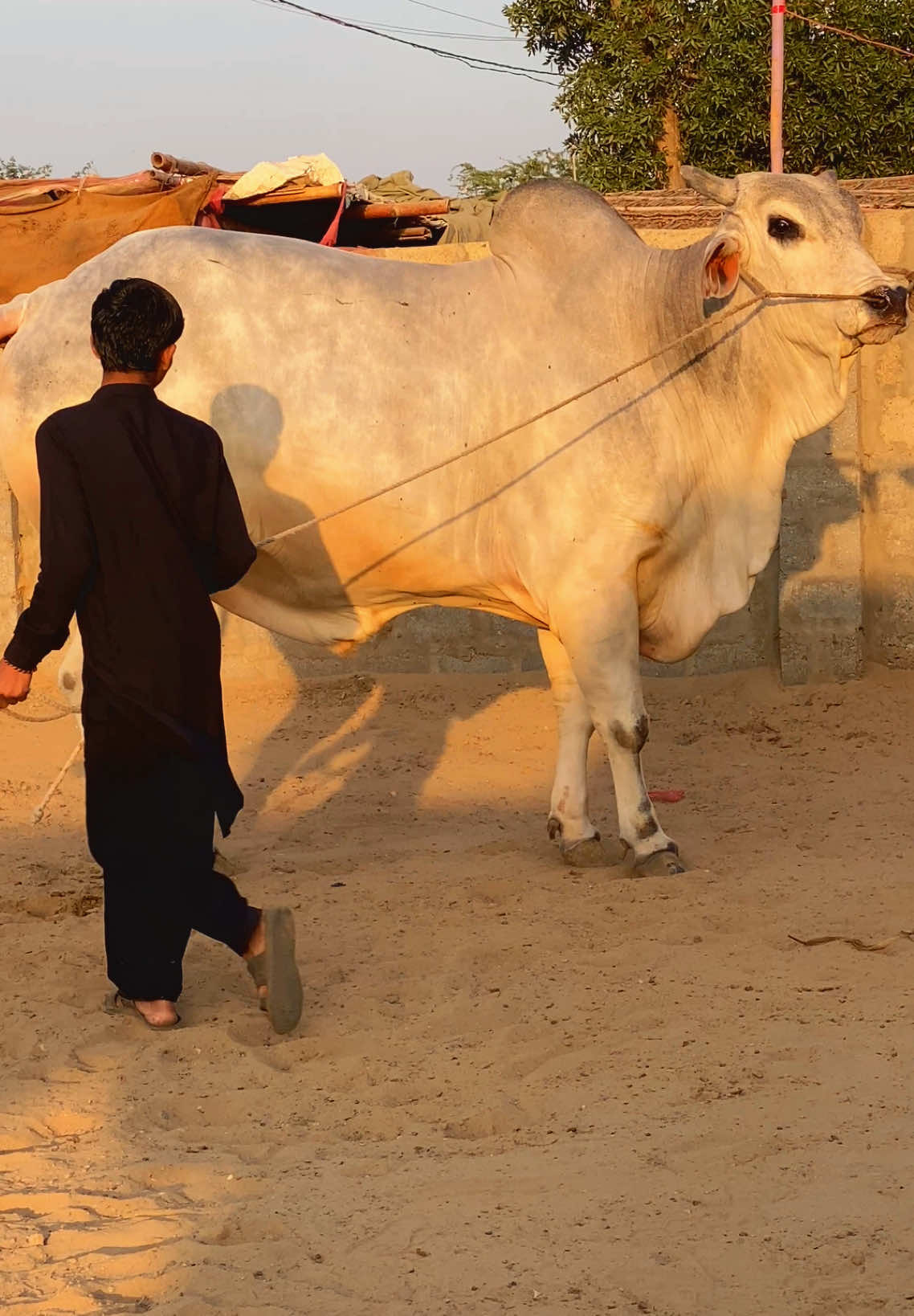 @Karachi Bull lovers