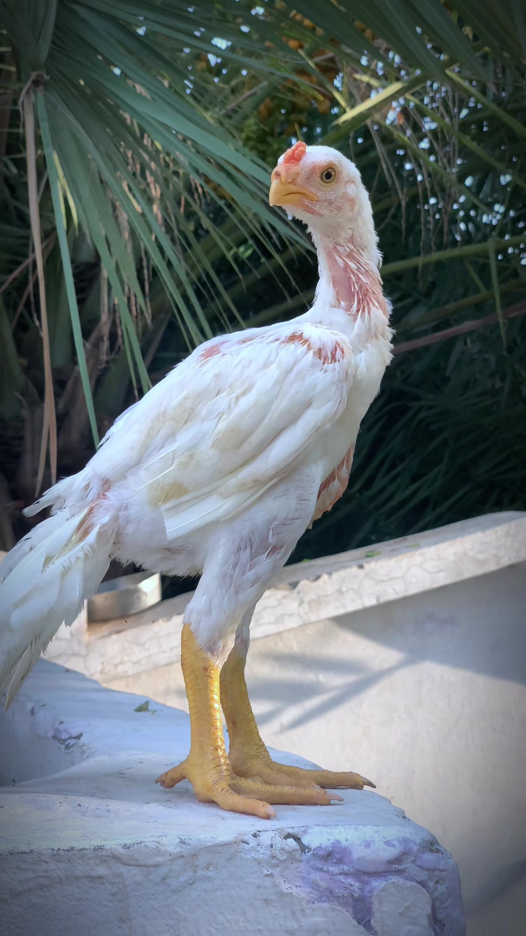 @Birds_Goat