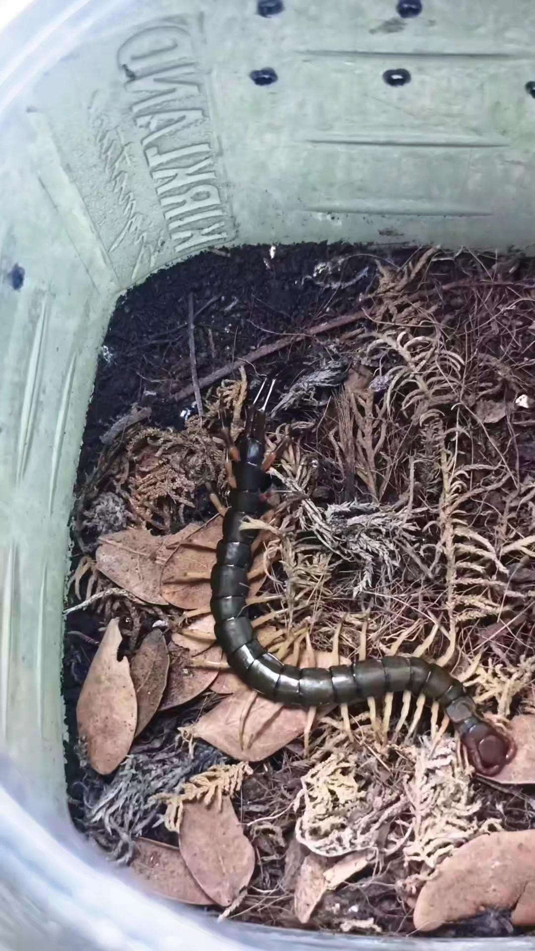 @pgv_arachnids