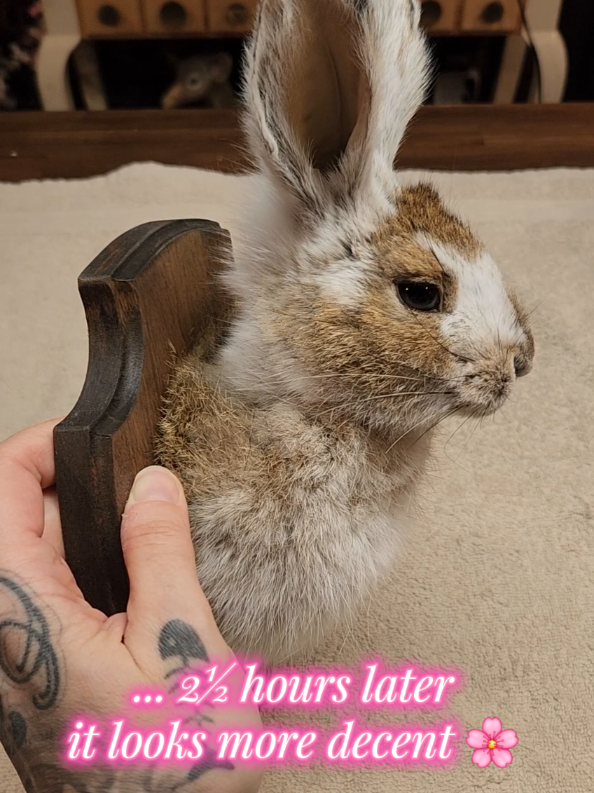 @May Jackalope Taxidermy 🇨🇦