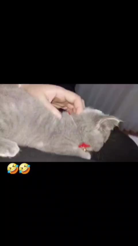 @MiyaAa 🐾