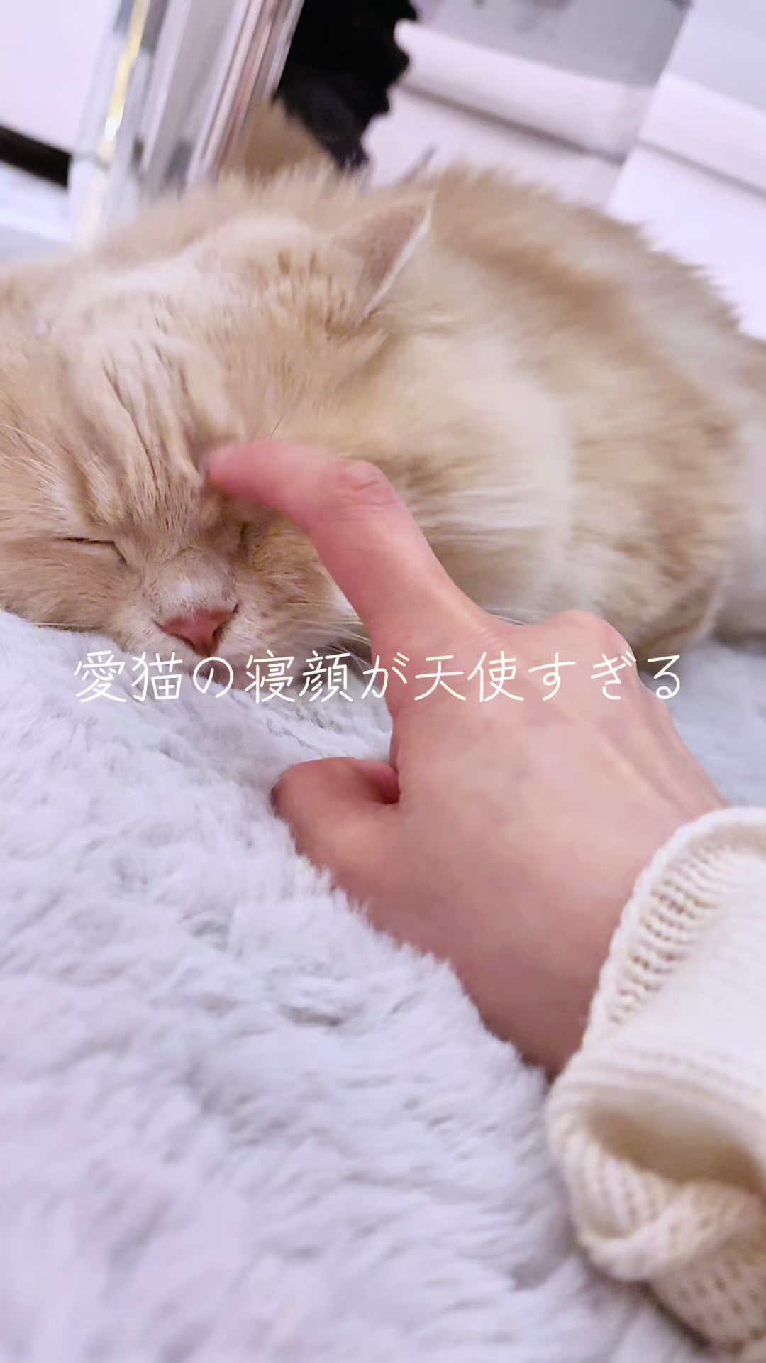 @贅沢タワマンチカンのラテ様