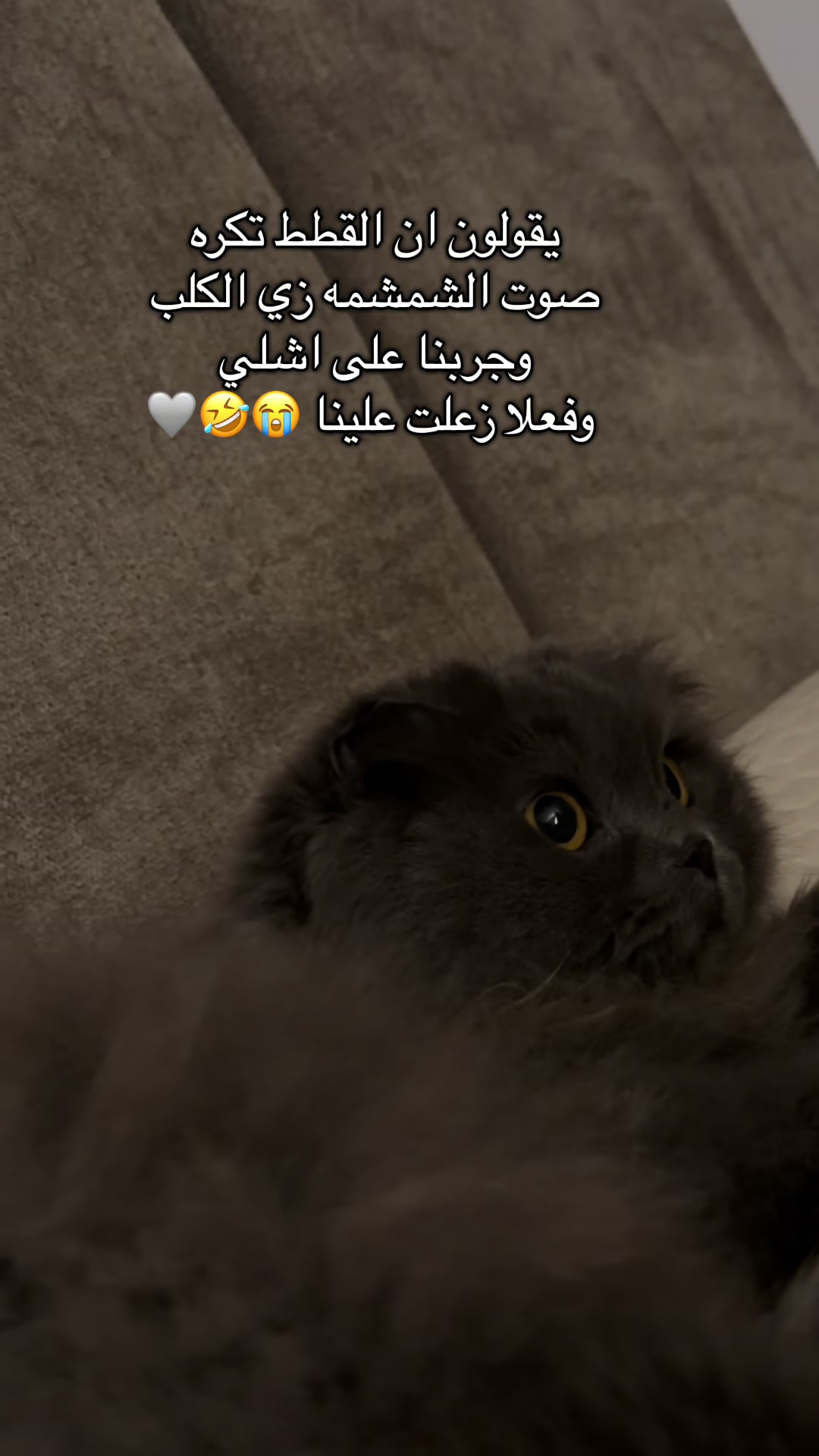 @Aisha🐉
