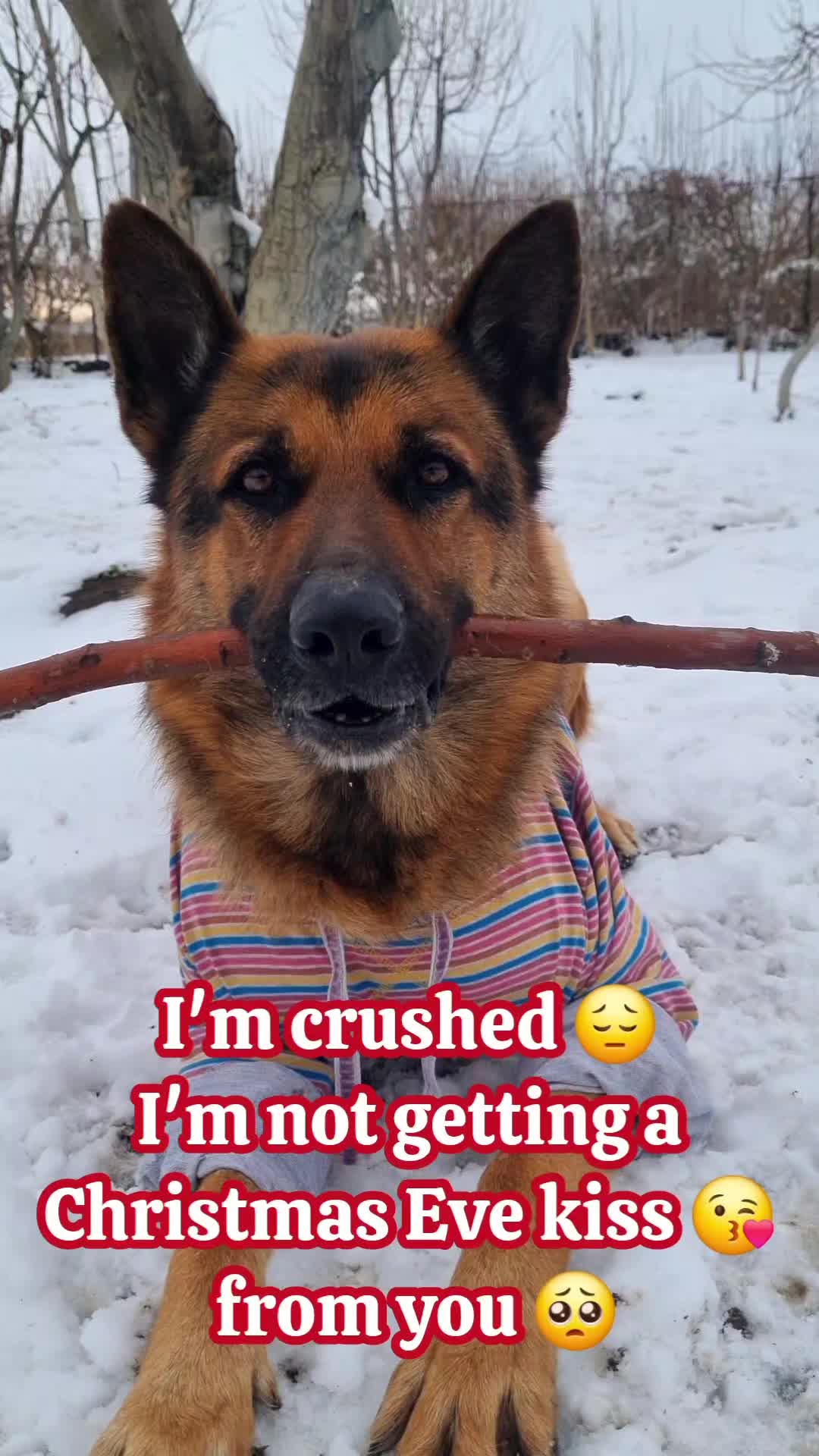 @germansheperd.Rexi