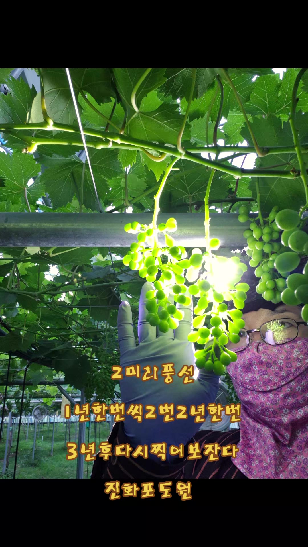 @진화포도원