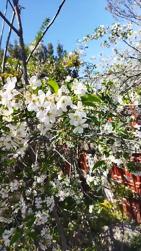 @kara gözlüm 🌸