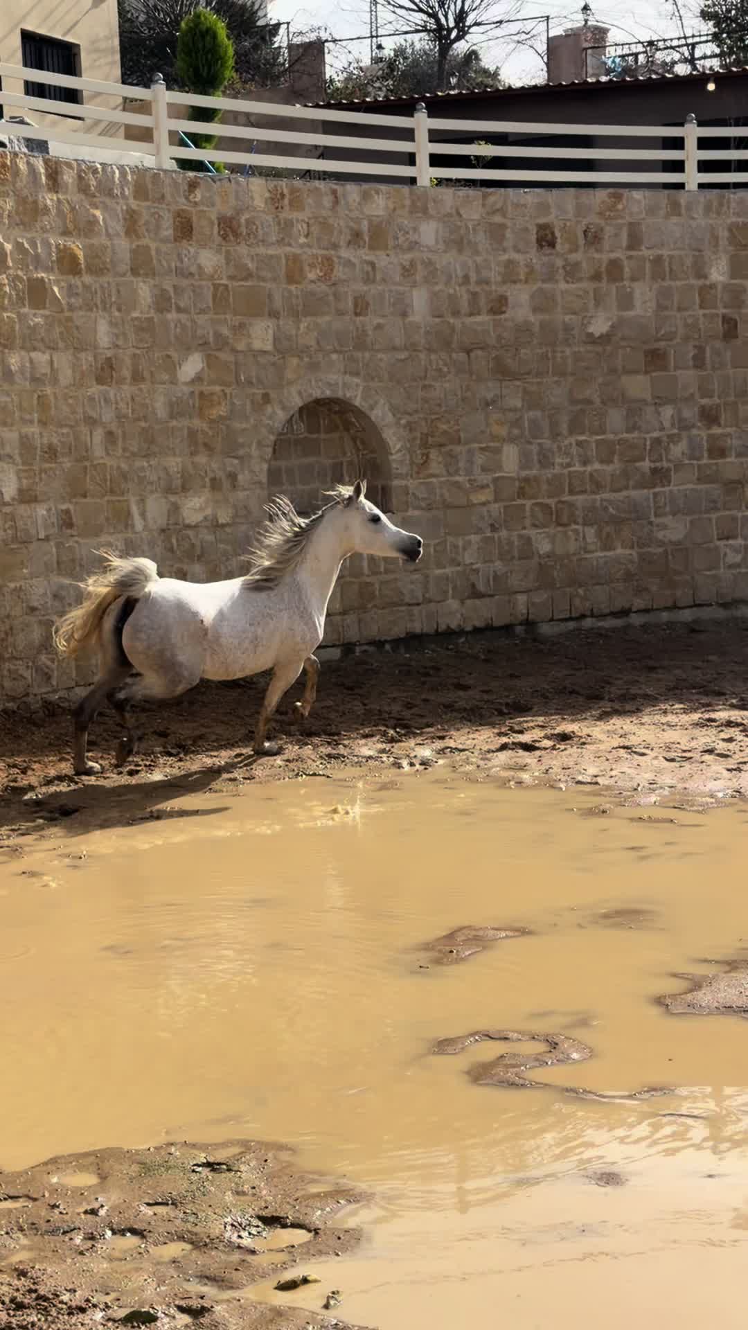 @الأصيل
