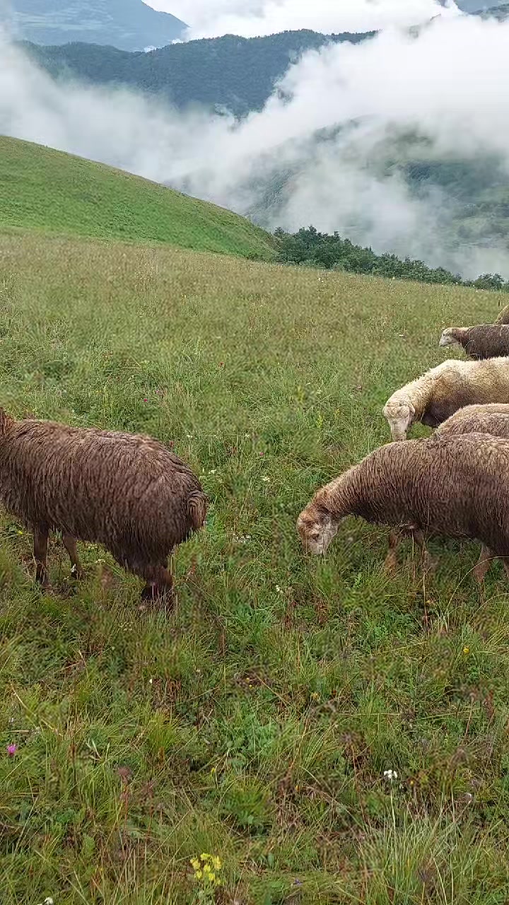 @Mazahir 032
