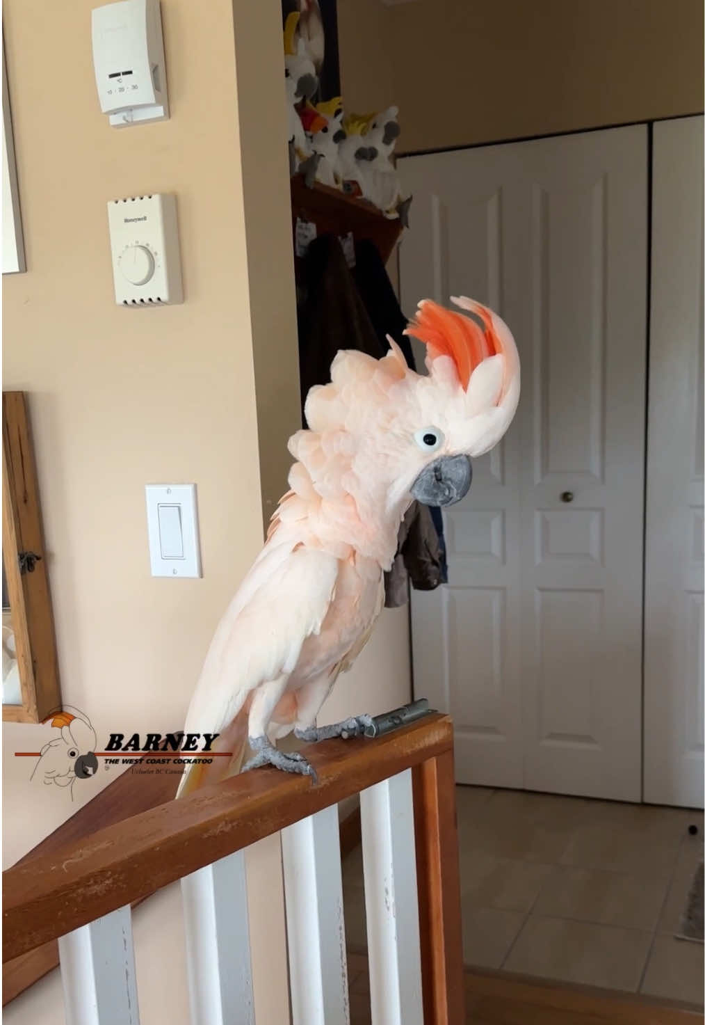 @Barney the West Coast Cockatoo