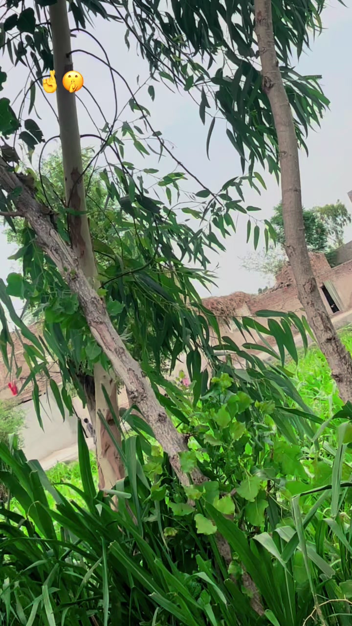 @Chuto 🇦🇫🇦🇫