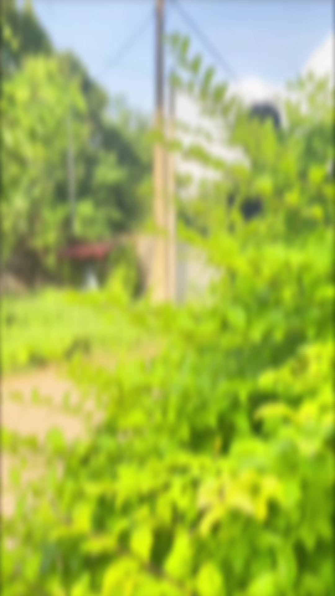@𝙎𝙞𝙛𝙛𝙪 🦋❗️