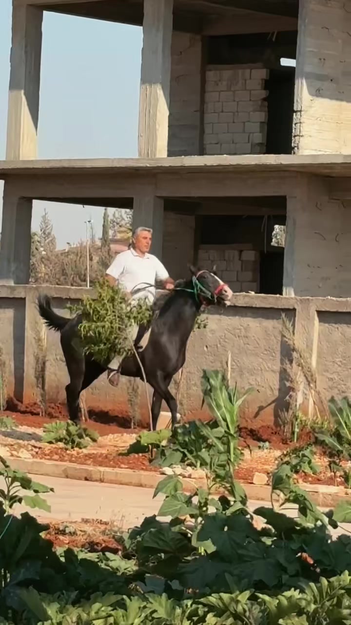 @★彡 مهره 彡★