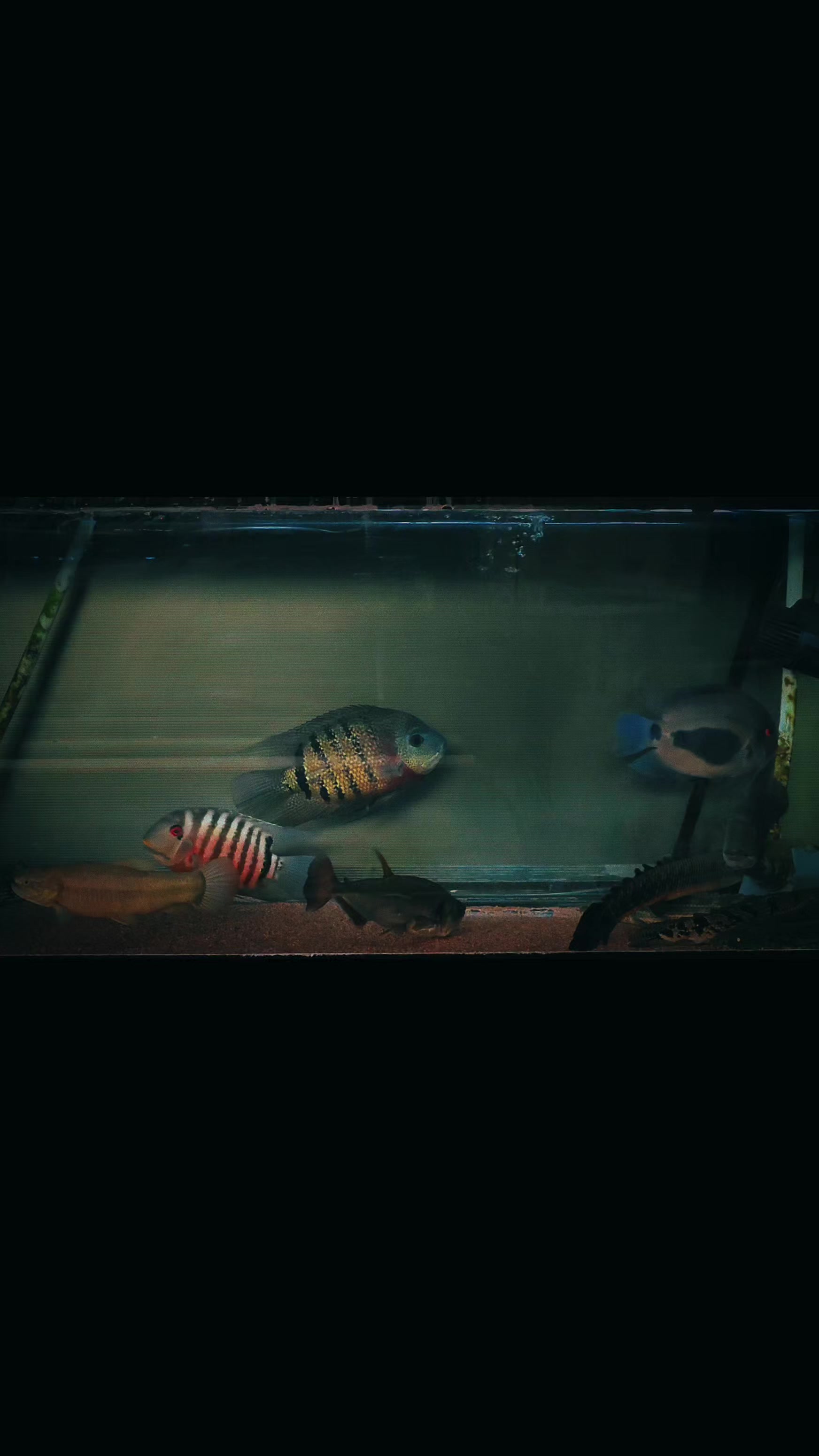 @Pitcha's pet