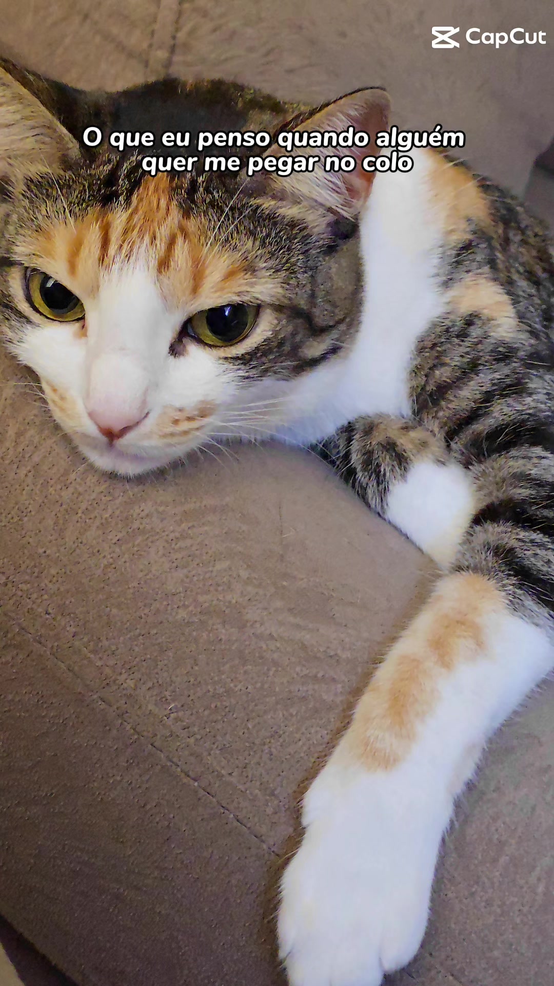 @✨️🐈❤️🐕❤️🐈✨️