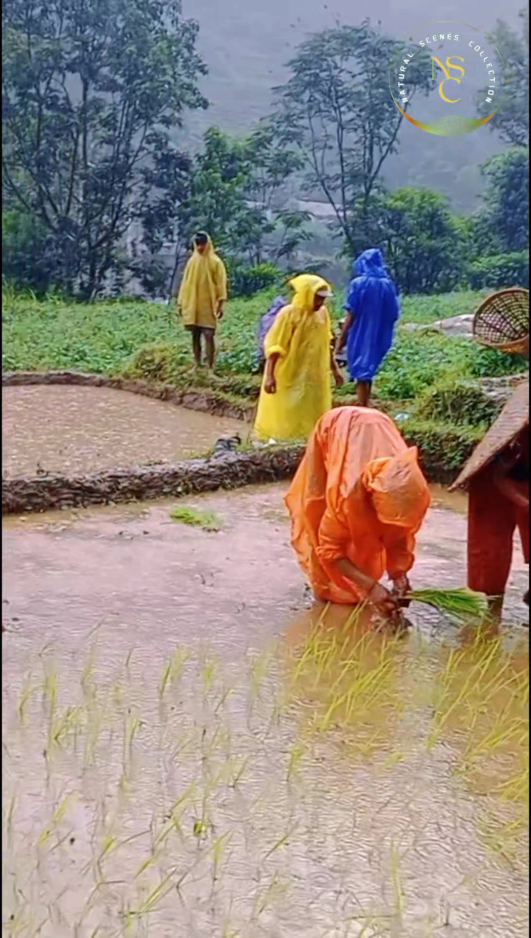 @Krishna Adhikari
