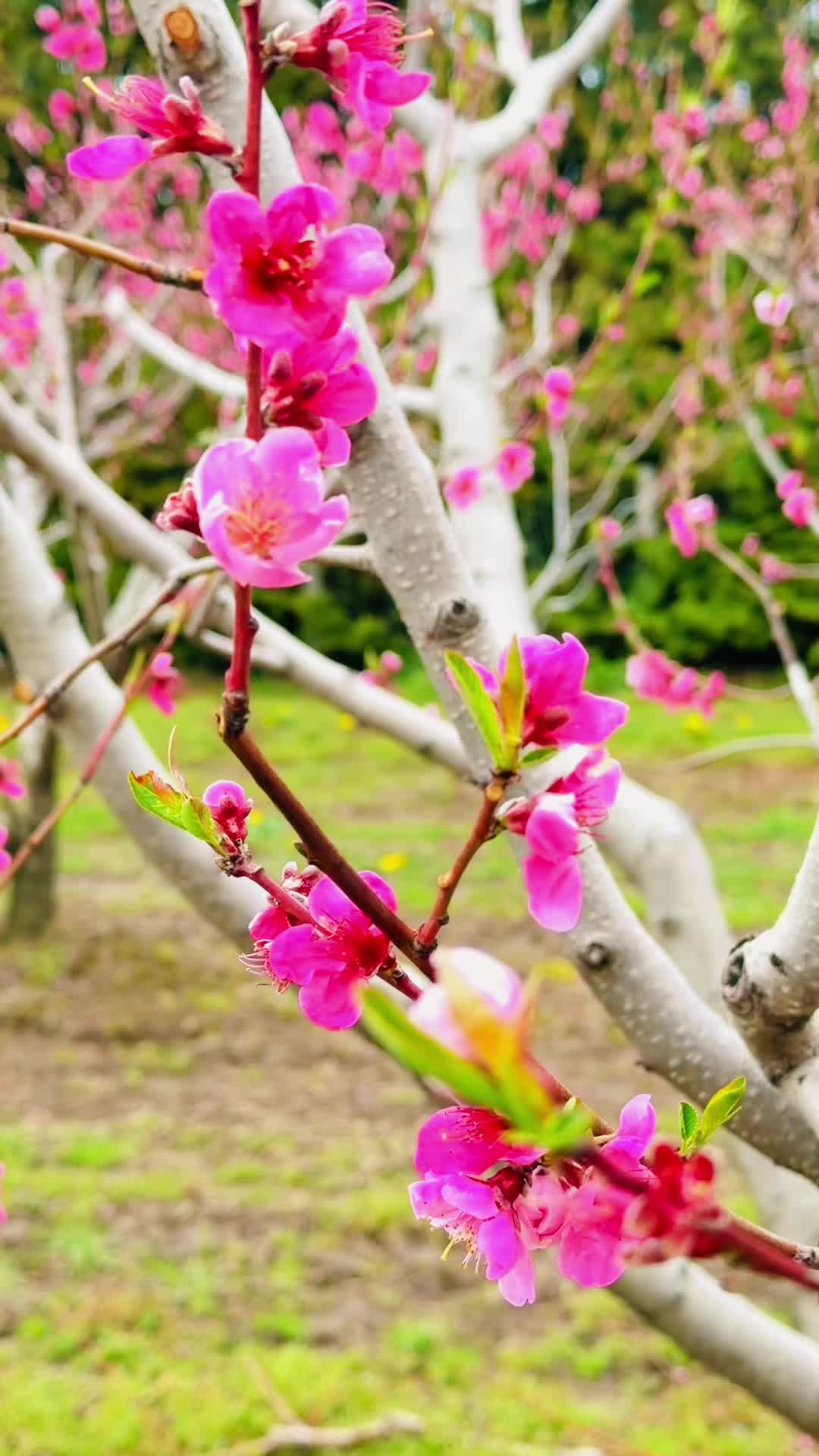 @♥️🦋 Ahsan Vabna 🦋♥️