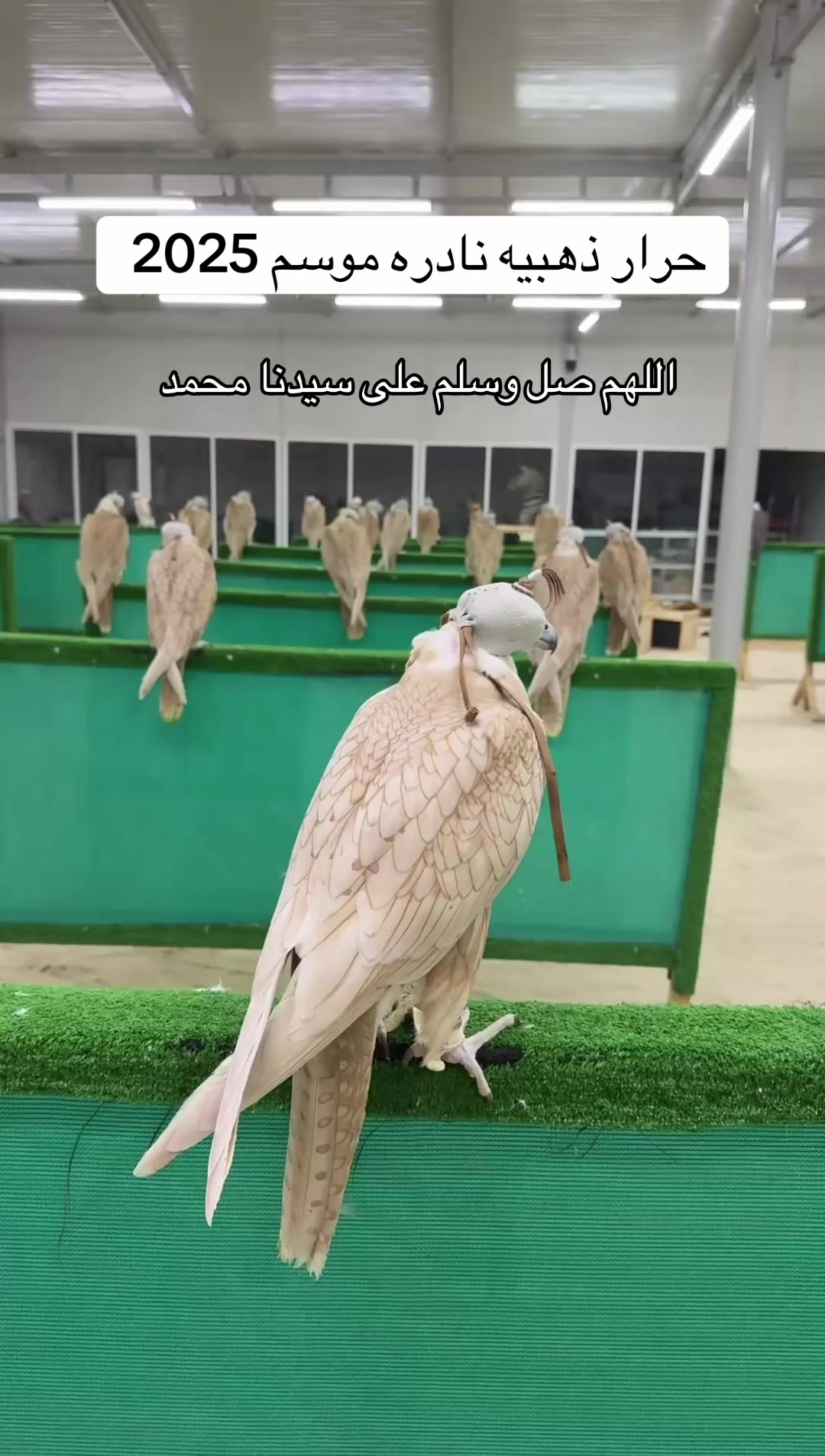 @محمد بن عاطن🦅