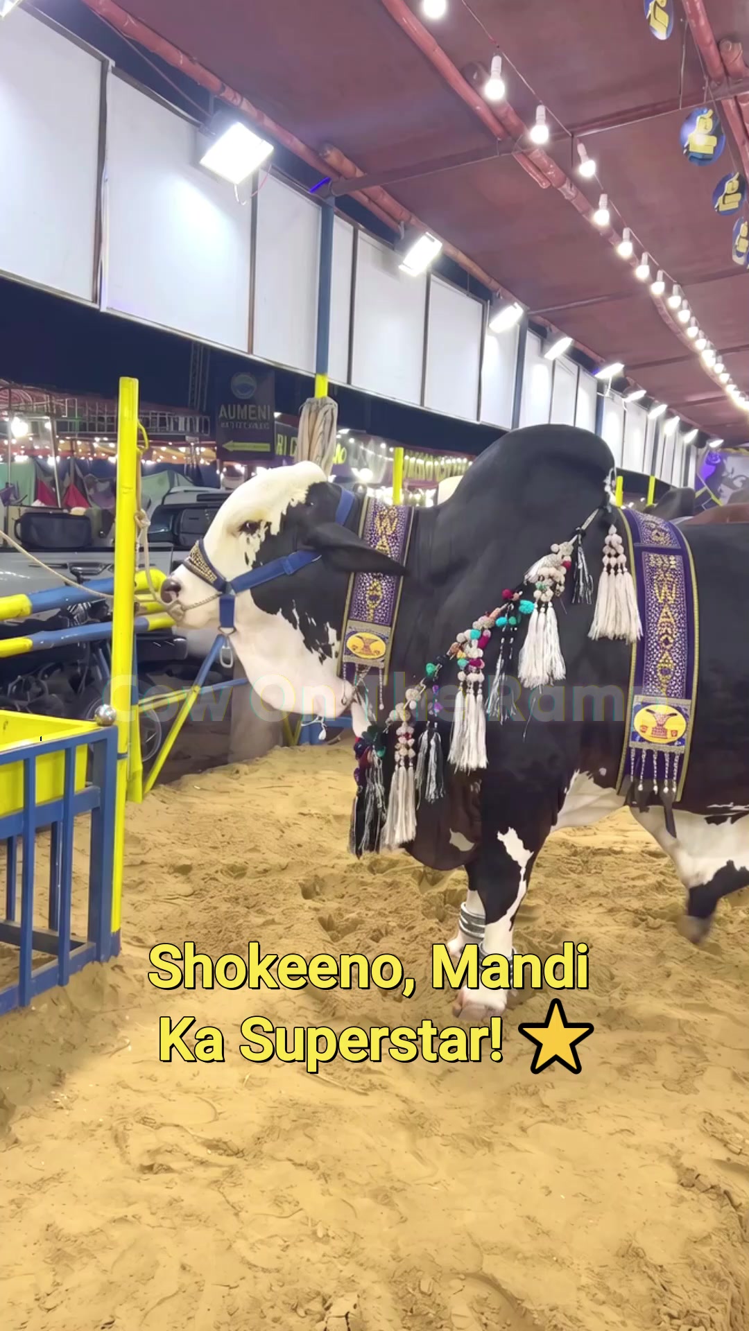 @Cow On The Ramp