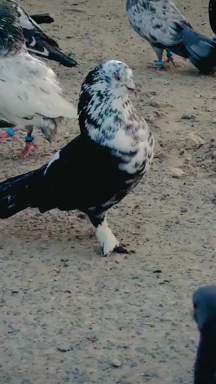 @عدیل رحمن لیہ وال کبوتر باز