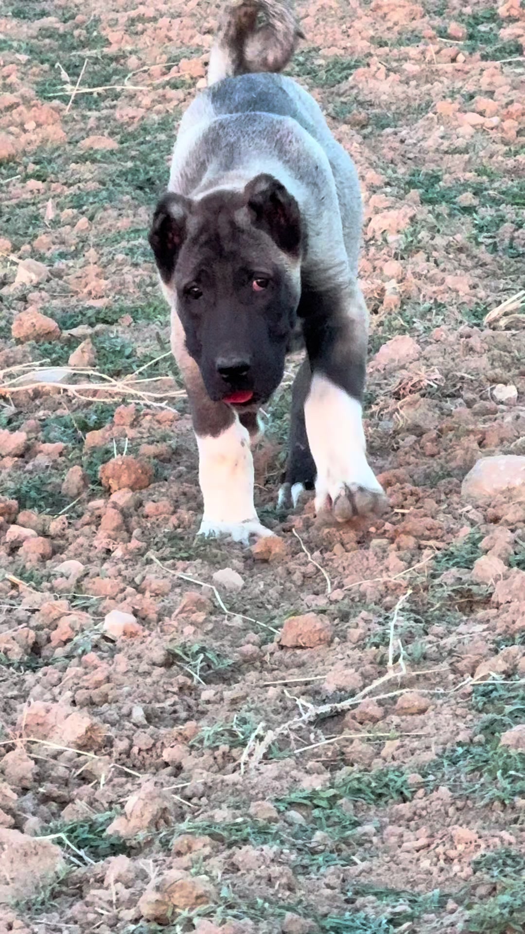@Emre Türkoğlu