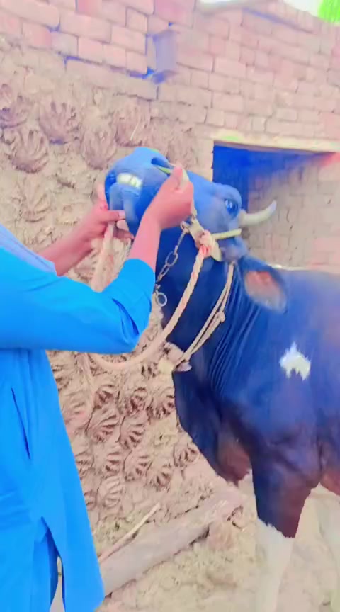 @farooqabbas517