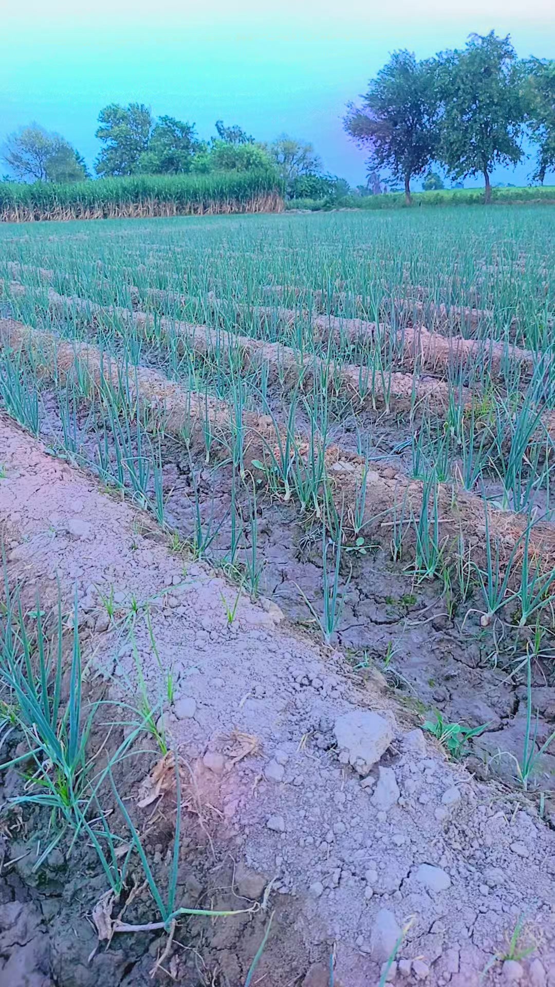 @zawar    Fayaz Ali Zardari
