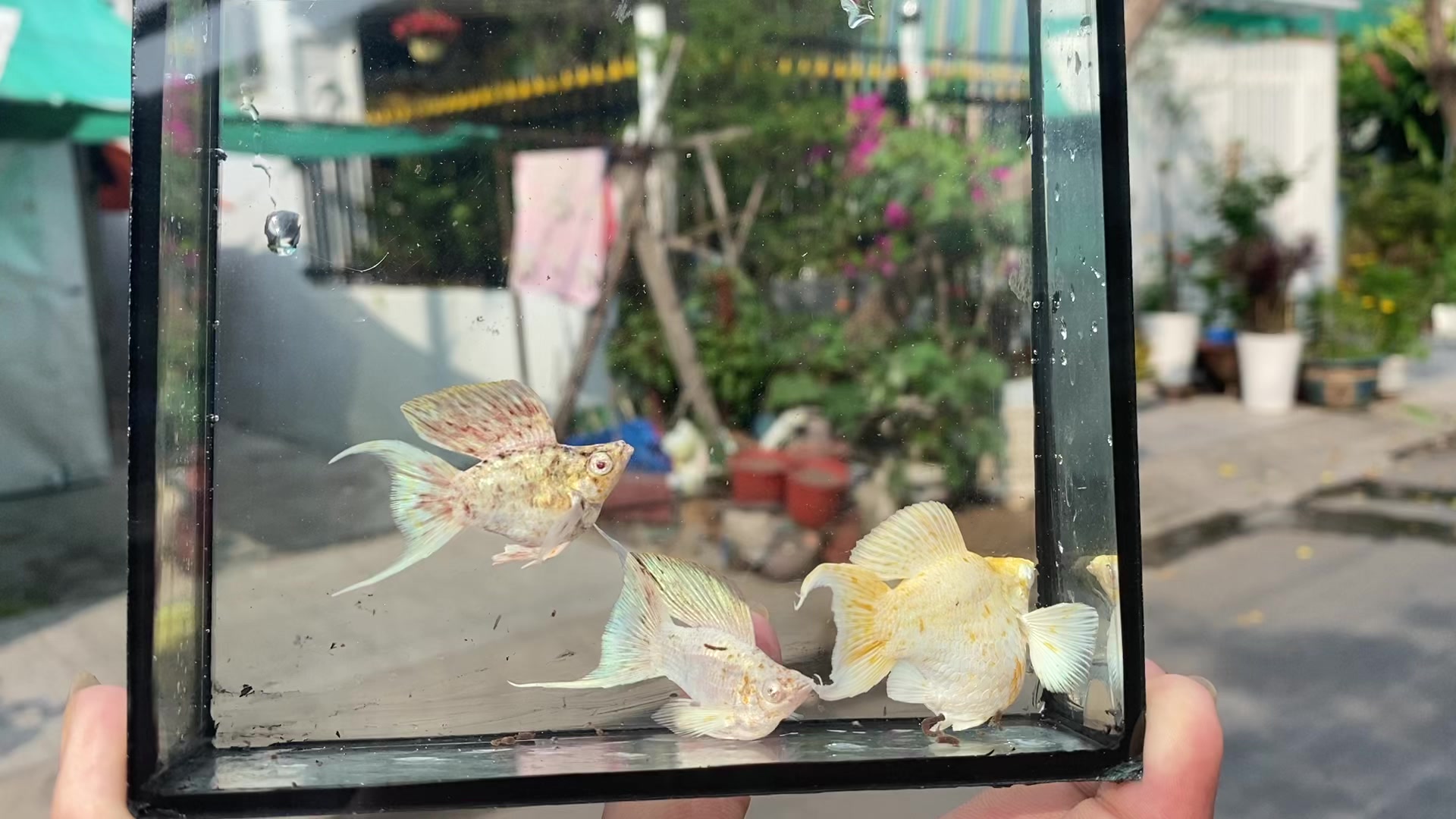 @Tỉnh Molly AG