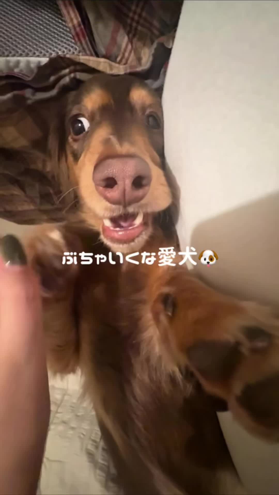 @ミニチュアダックスフンド_まろん