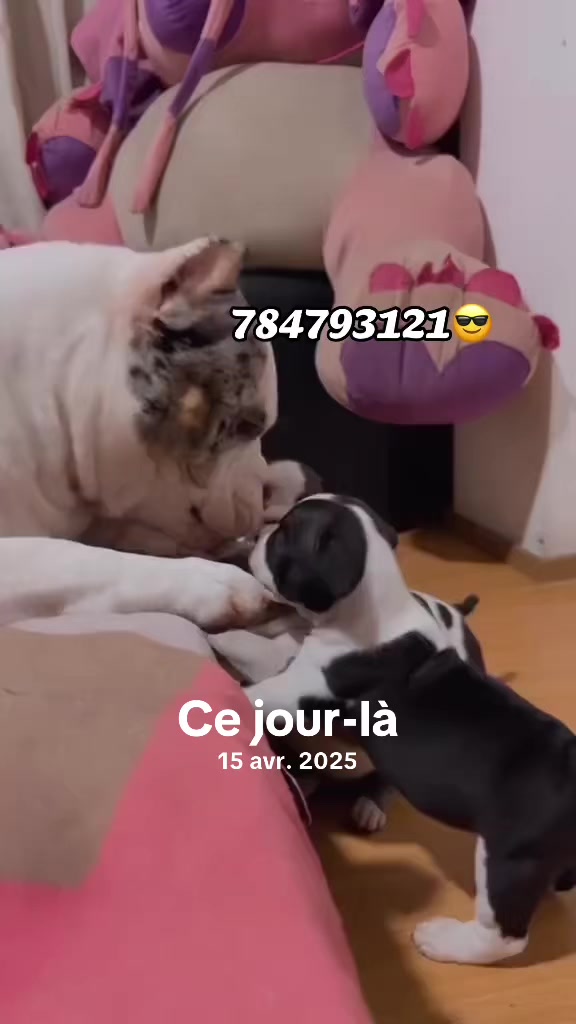 @Momoparleauxchiens🇸🇳🇩🇪