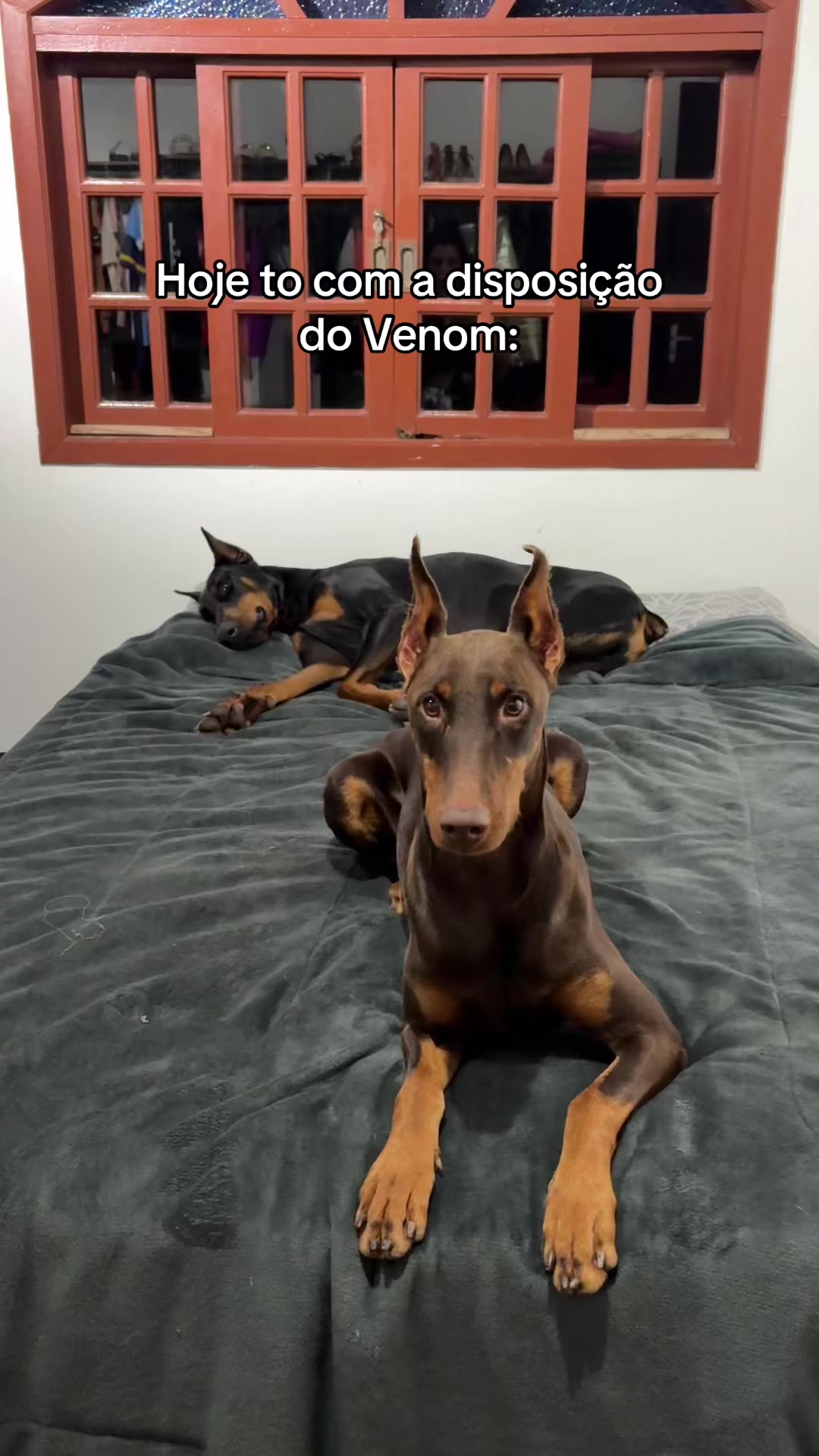 @Ravena e Venom, os Dobermans