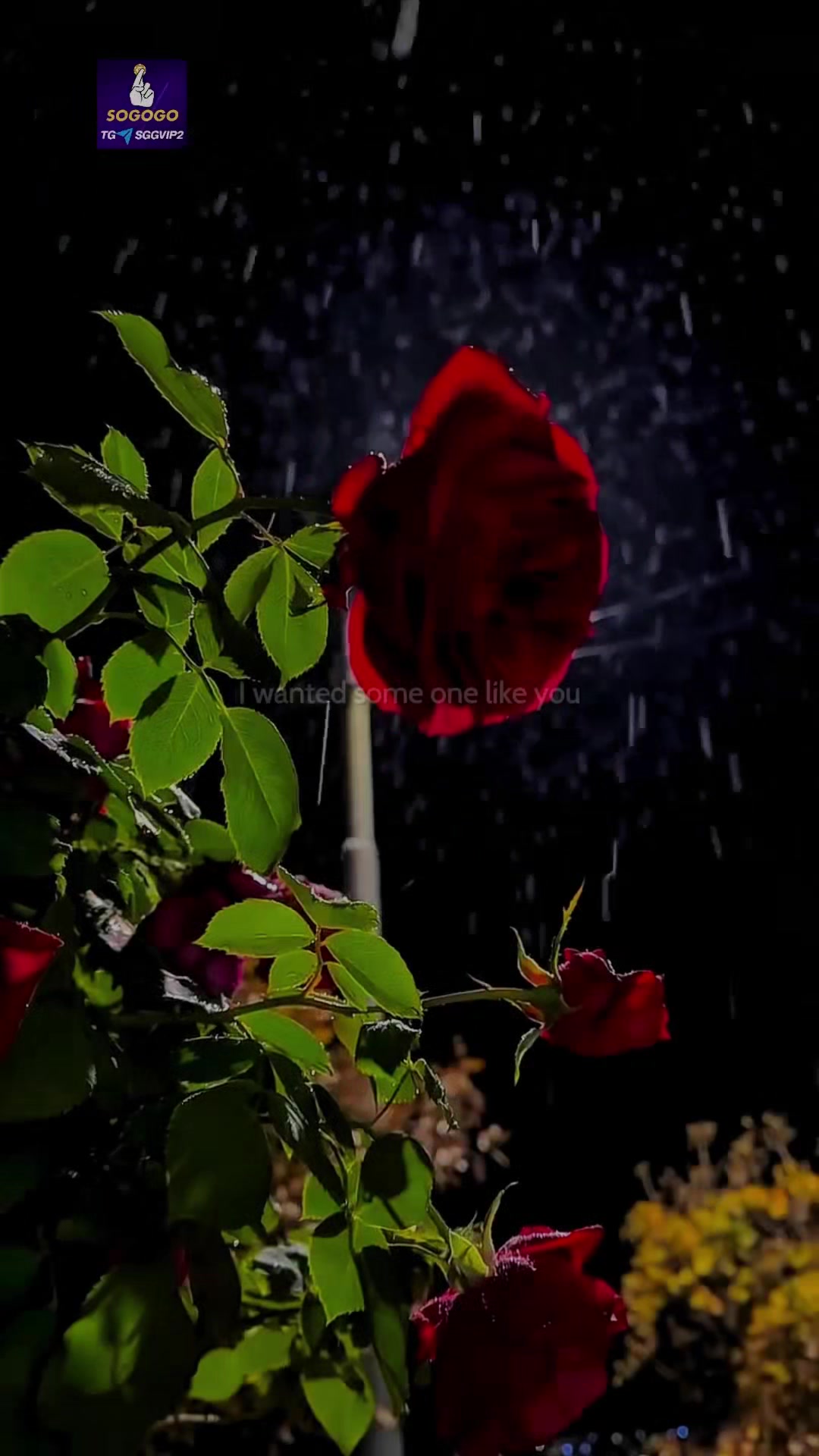 @chillsongs18