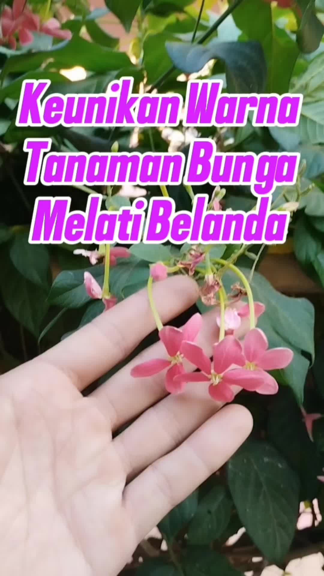 @Bukit Farming
