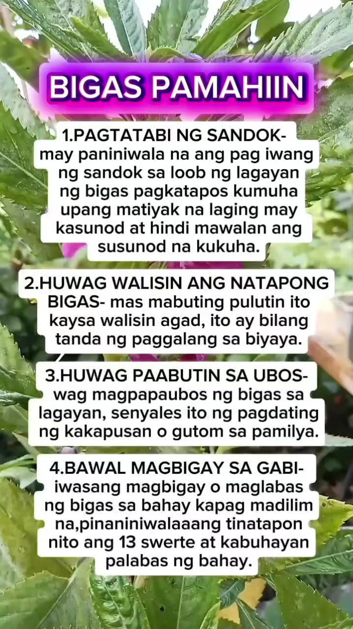 @🐝Tala Hives🐝