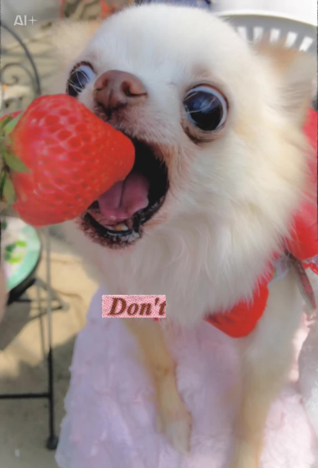 @🍓🌻★びっけ学園★🍓🌻