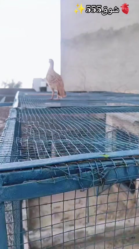 @𝒁𝒂𝒊𝒃 𝑴𝒖غ𝒉𝒂𝒍 555