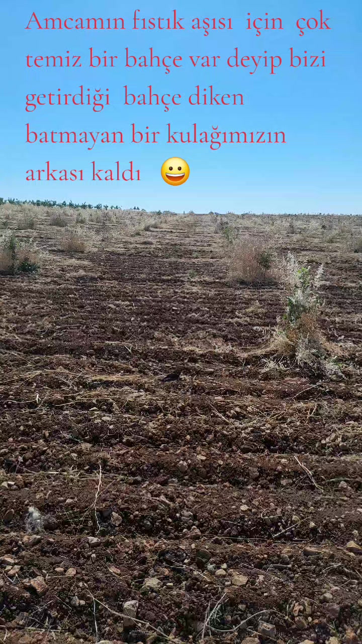 @Memocan Şeddatlı