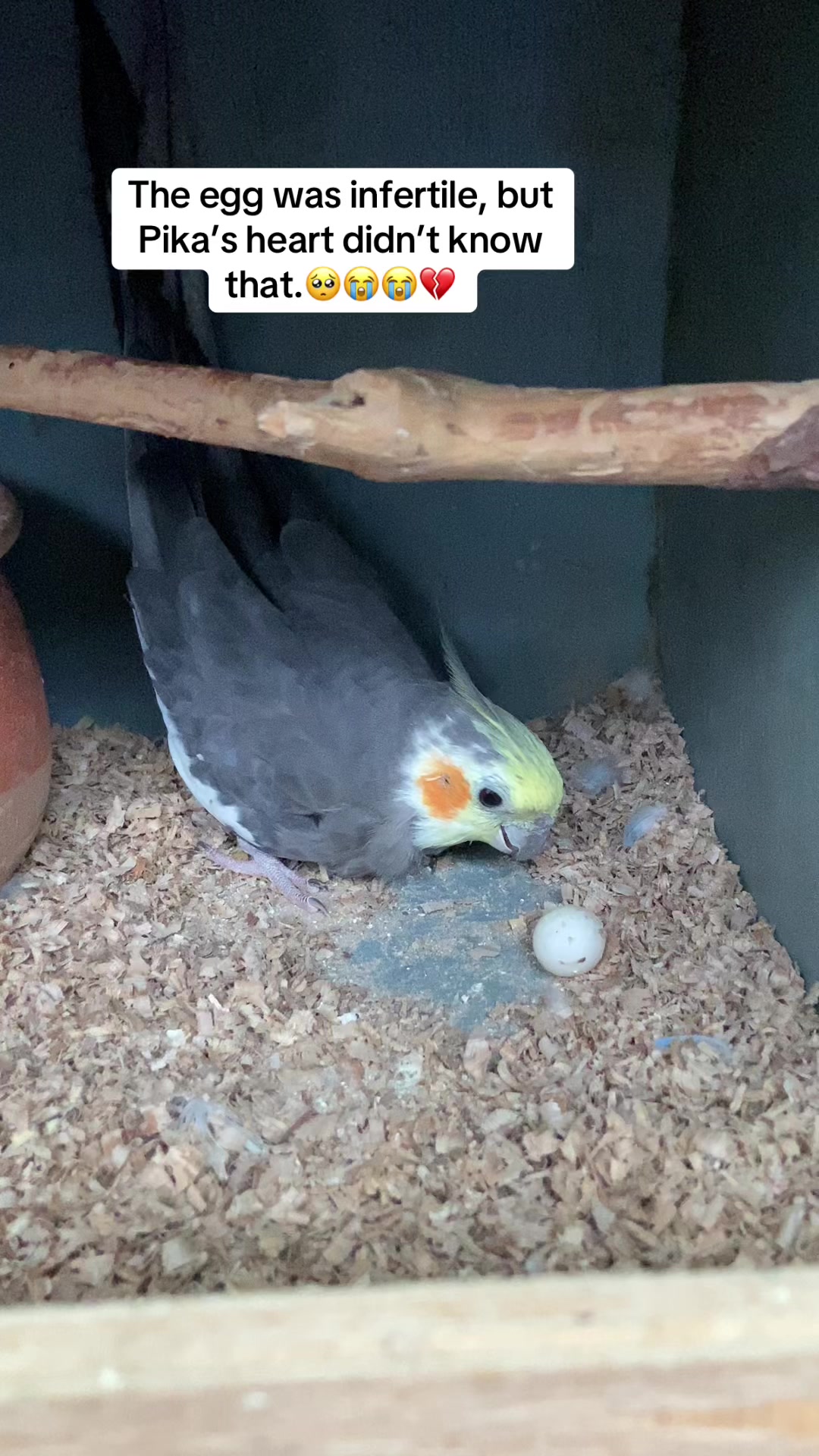 @Chatteringbeaks