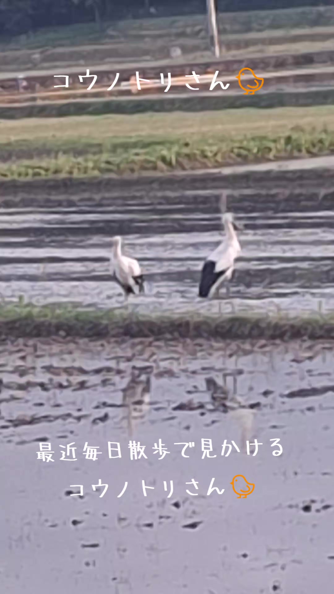@111シンゴ